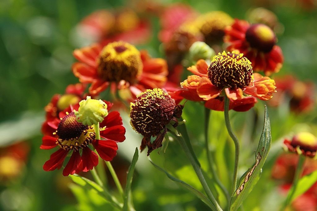 Helénio 'Chelsey' (Helenium 'Chelsey')