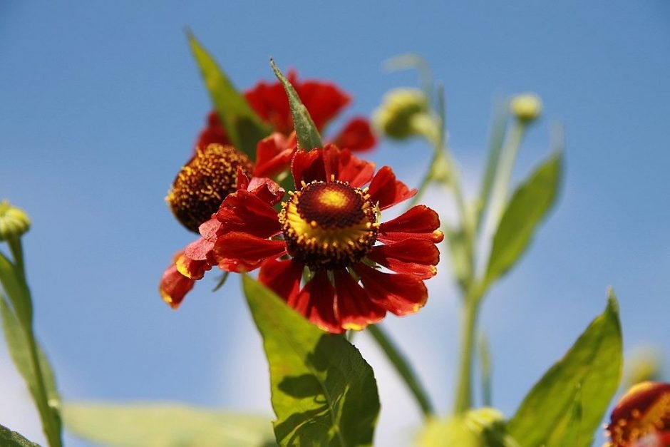 Como plantar Helénio 'Chelsey' (Helenium 'Chelsey')_1