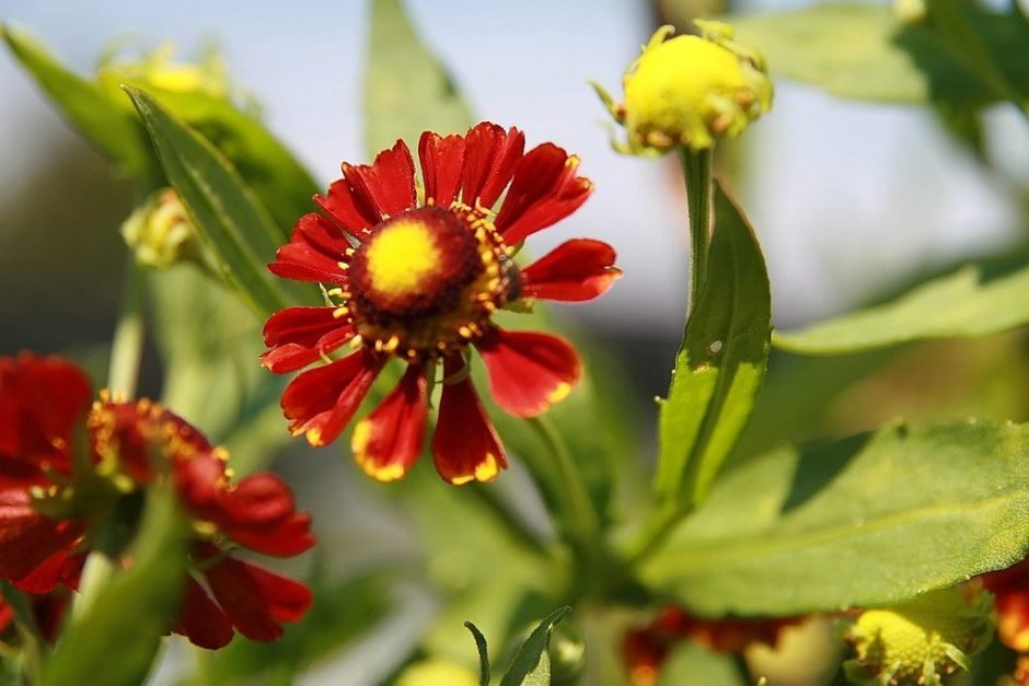 Onde plantar Helénio 'Chelsey' (Helenium 'Chelsey')_2