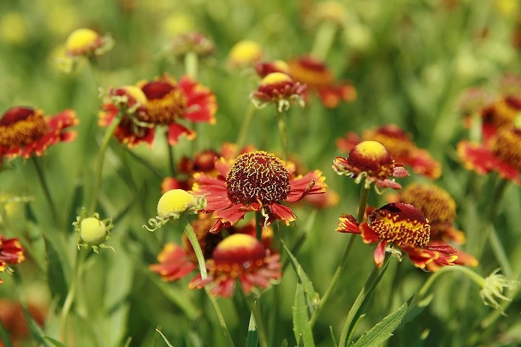 Helénio 'Coppelia' (Helenium 'Coppelia')