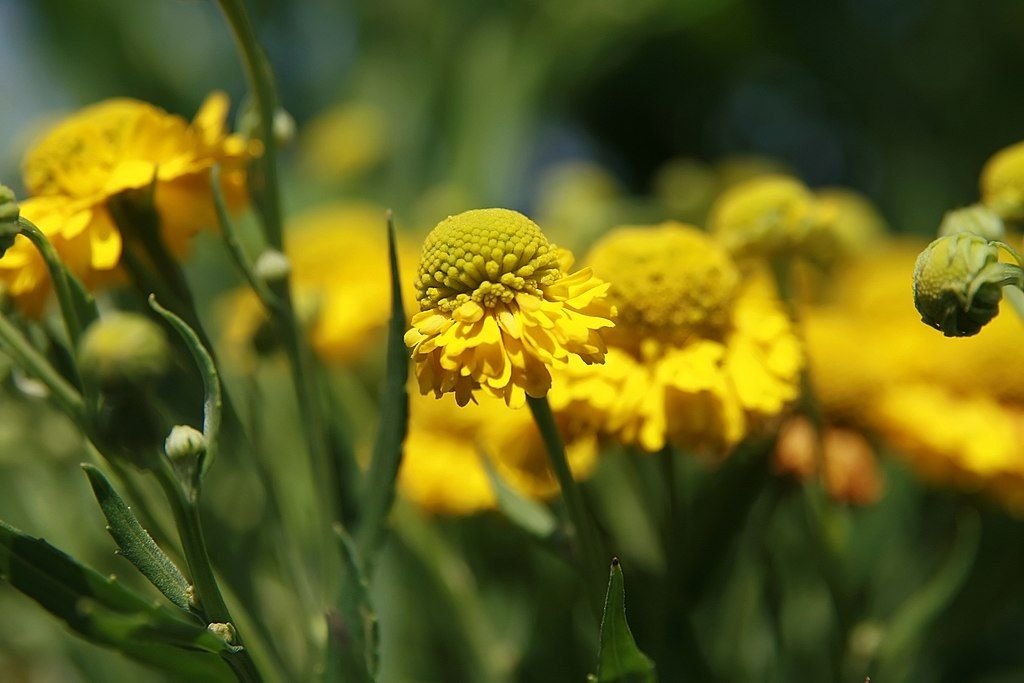 Helénio 'Double Trouble' (Helenium 'Double Trouble')