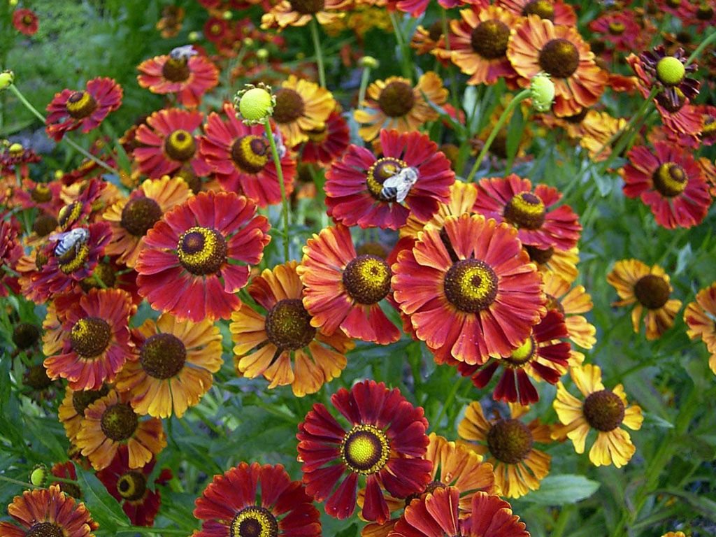 Helénio 'Dunkle Pracht' (Helenium 'Dunkle Pracht')