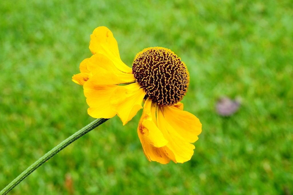 Helénio 'El Dorado' (Helenium 'El Dorado')