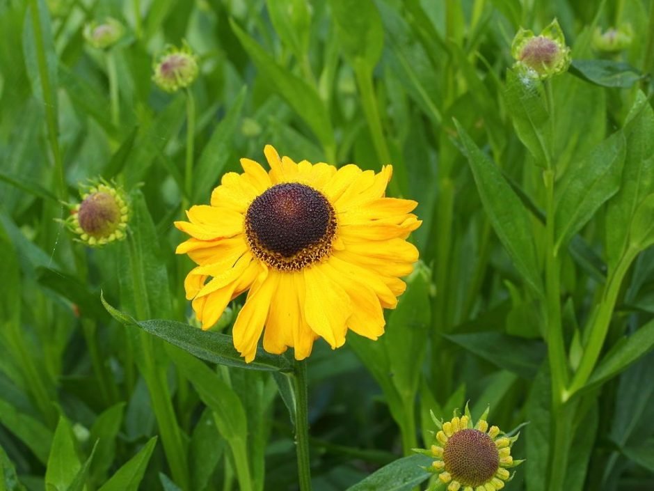 Como plantar Helénio 'El Dorado' (Helenium 'El Dorado')_1