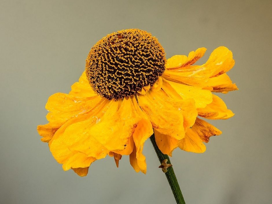 Onde plantar Helénio 'El Dorado' (Helenium 'El Dorado')_2