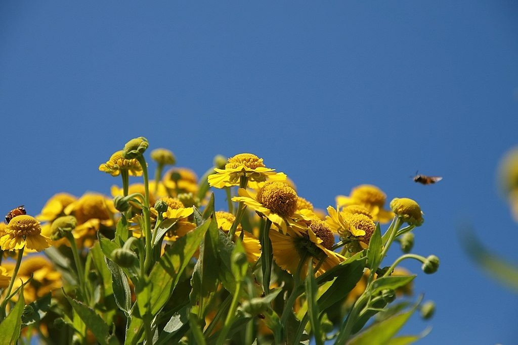 Helénio 'Feuersiegel' (Helenium 'Feuersiegel')