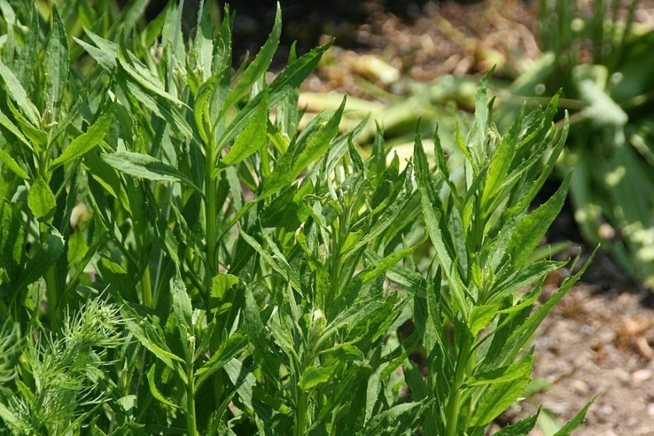 Como plantar Helénio 'Feuersiegel' (Helenium 'Feuersiegel')_1