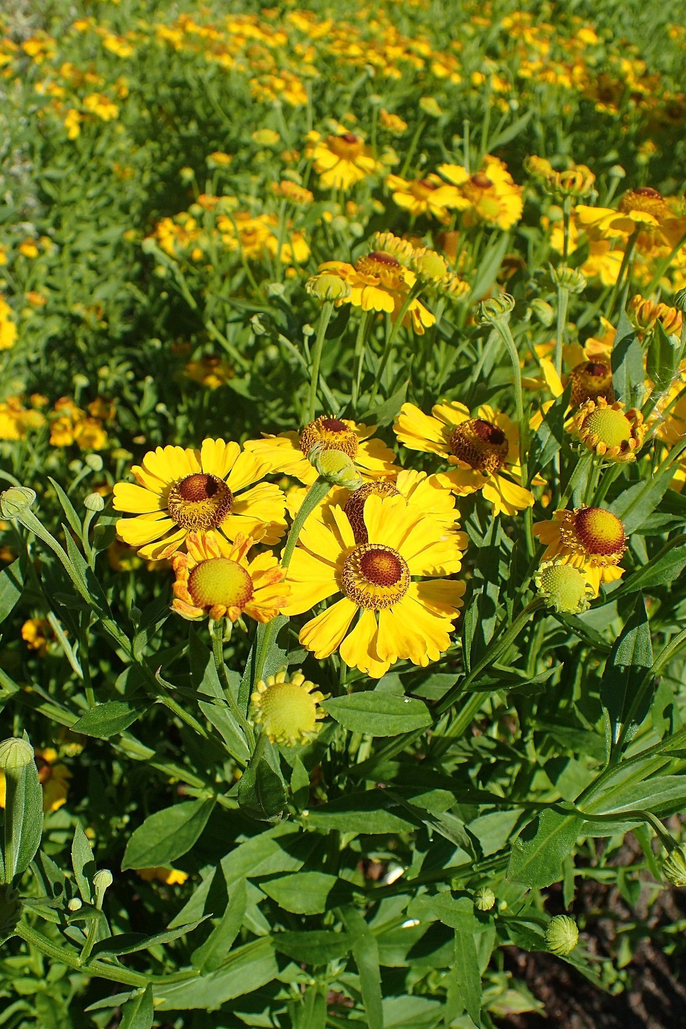 Helénio 'Gartensonne' (Helenium 'Gartensonne')