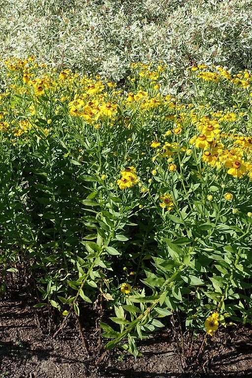 Como plantar Helénio 'Gartensonne' (Helenium 'Gartensonne')_1