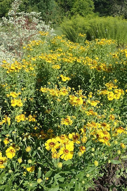 Onde plantar Helénio 'Gartensonne' (Helenium 'Gartensonne')_2