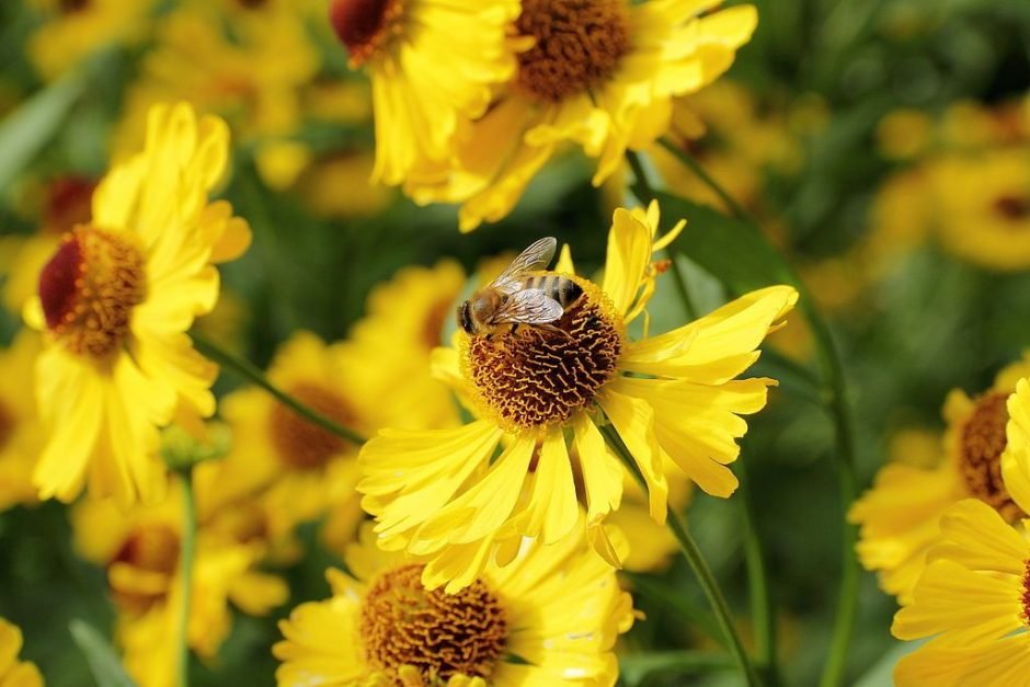 Como plantar Helénio (Helenium autumnale)_1