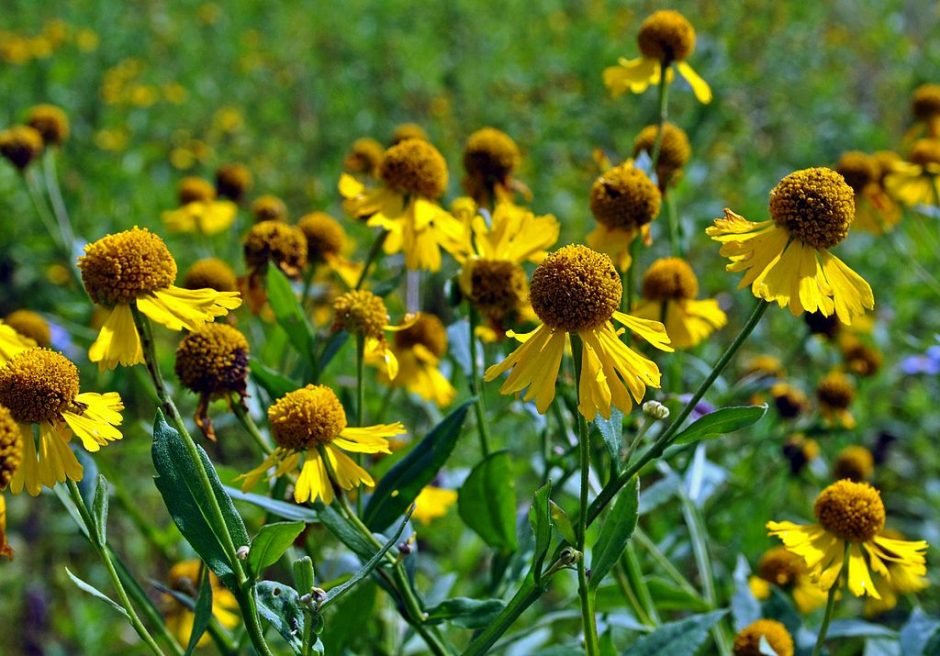 Onde plantar Helénio (Helenium autumnale)_2
