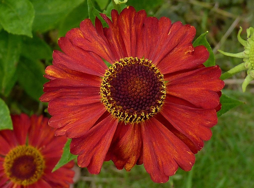 Helénio 'Indianersommer' (Helenium 'Indianersommer')