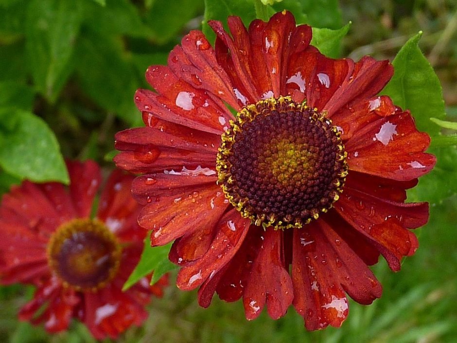 Como plantar Helénio 'Indianersommer' (Helenium 'Indianersommer')_1