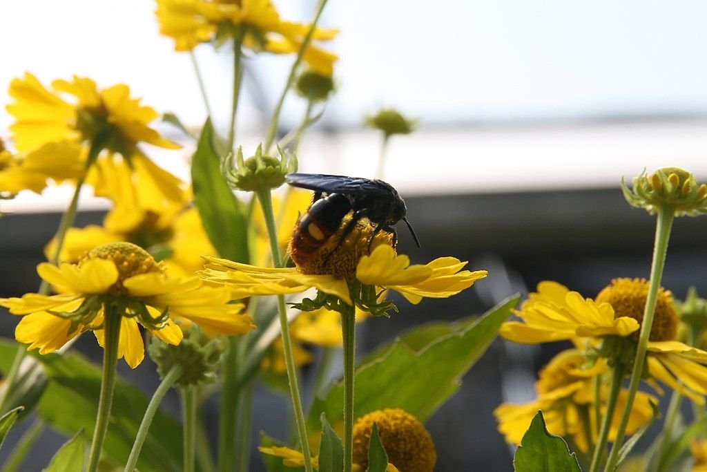 Helénio 'Kanaria' (Helenium 'Kanaria')