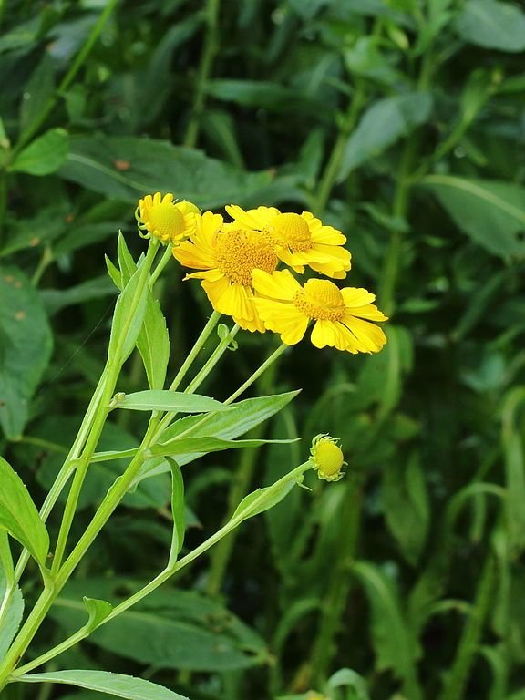 Onde plantar Helénio 'Kanaria' (Helenium 'Kanaria')_2