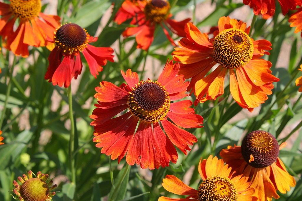 Helénio 'Moerheim Beauty' (Helenium 'Moerheim Beauty')