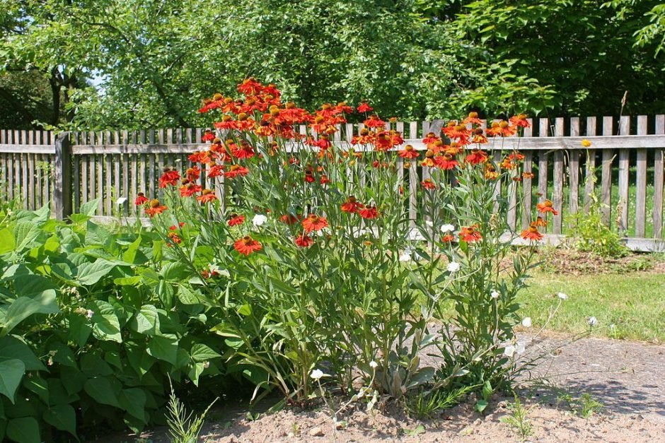 Como plantar Helénio 'Moerheim Beauty' (Helenium 'Moerheim Beauty')_1