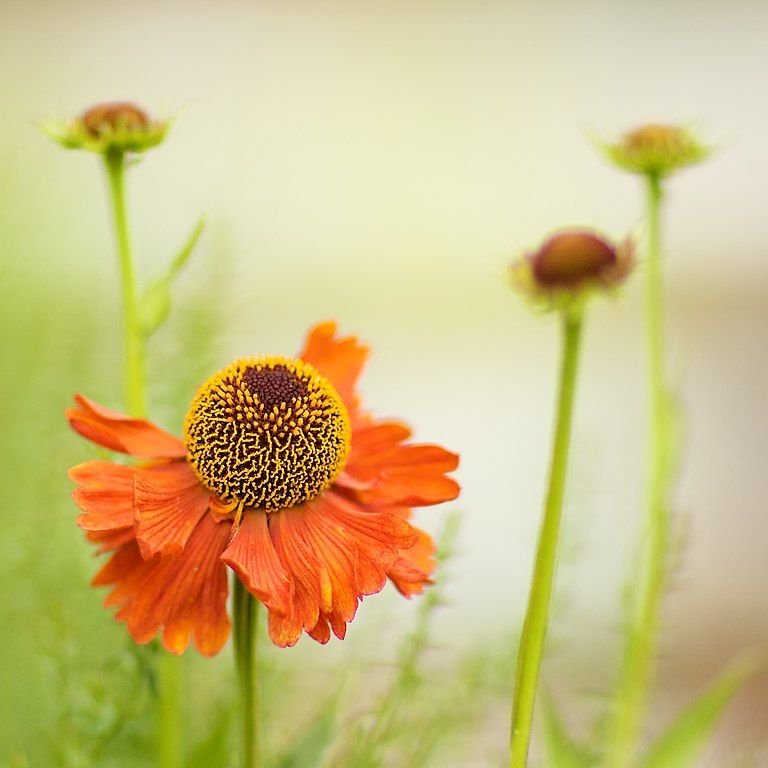 Onde plantar Helénio 'Moerheim Beauty' (Helenium 'Moerheim Beauty')_2