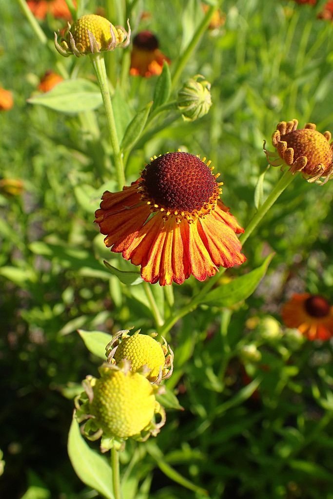 Helénio 'Riverton Gem' (Helenium 'Riverton Gem')