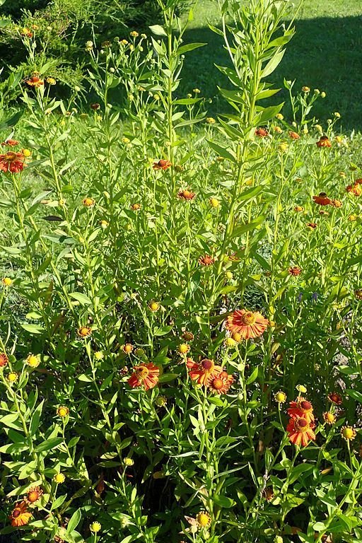 Como plantar Helénio 'Riverton Gem' (Helenium 'Riverton Gem')_1