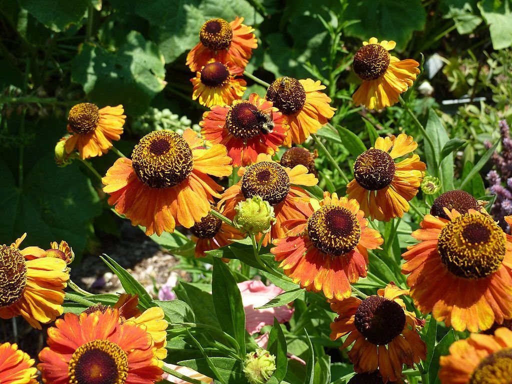Helénio 'Sahin's Early Flowerer' (Helenium 'Sahin's Early Flowerer')