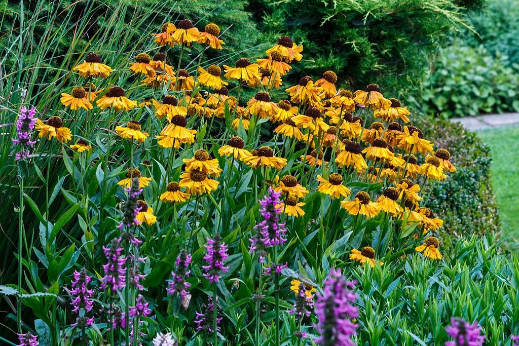 Helénio 'Wyndley' (Helenium 'Wyndley')