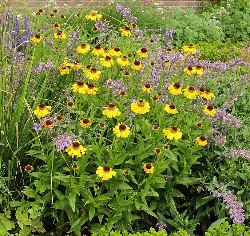 Como plantar Helénio 'Wyndley' (Helenium 'Wyndley')_1