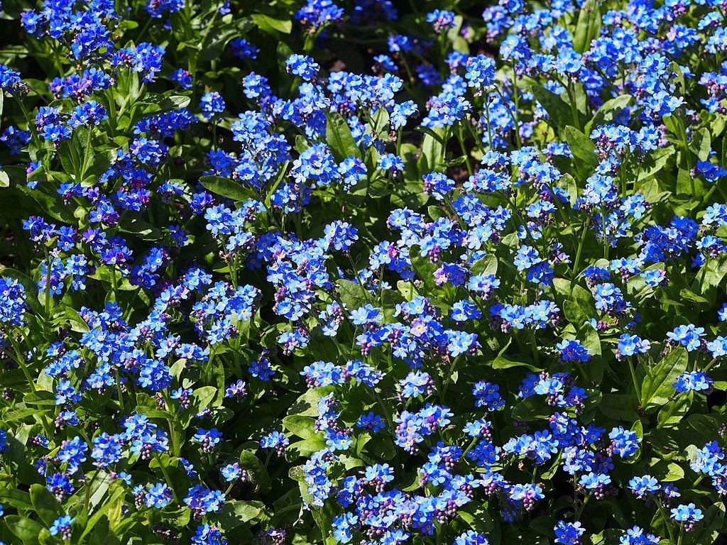 Miosótis 'Bluesylva' (Myosotis sylvatica 'Bluesylva')