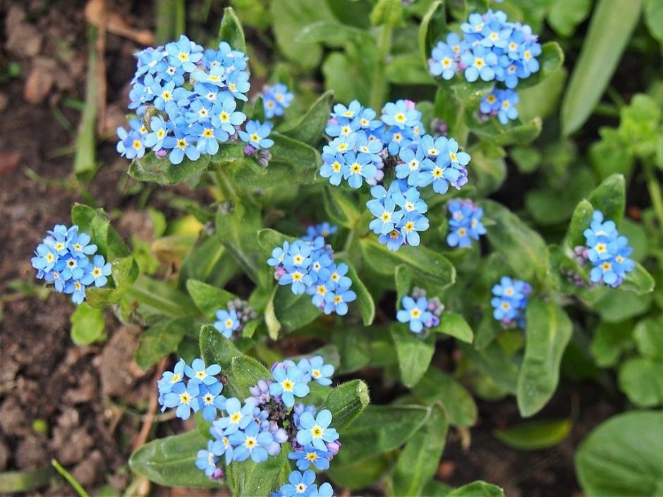 Como plantar Miosótis 'Bluesylva' (Myosotis sylvatica 'Bluesylva')_1