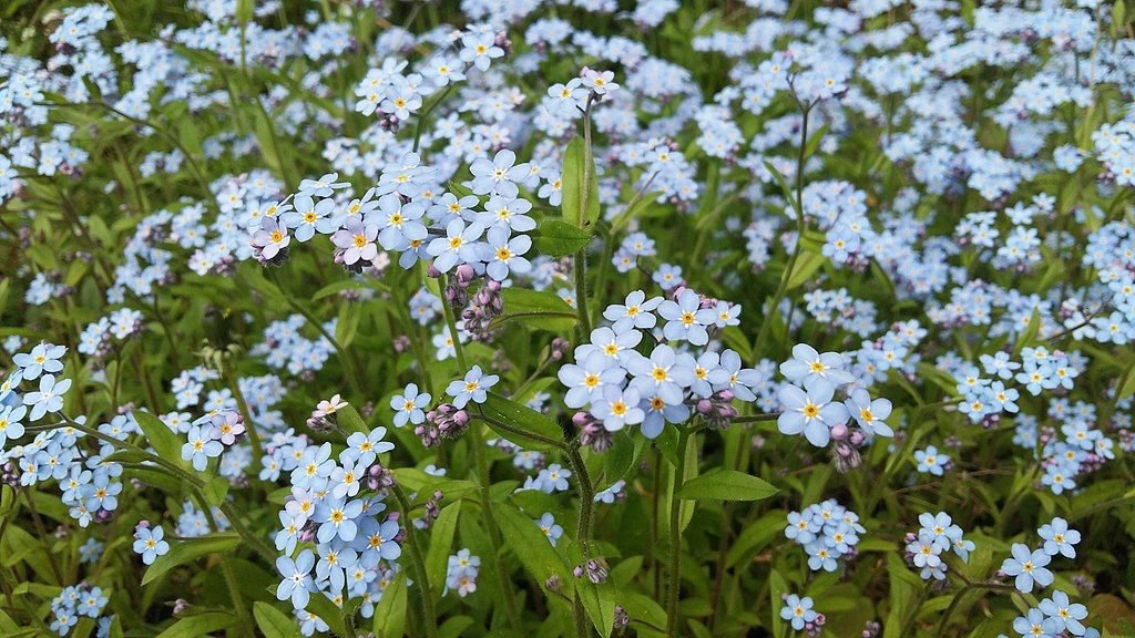 Miosótis (Myosotis sylvatica)