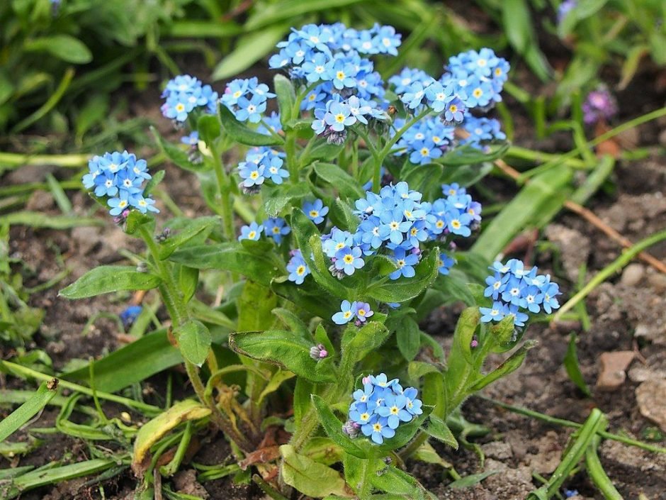 Como plantar Miosótis (Myosotis sylvatica)_1