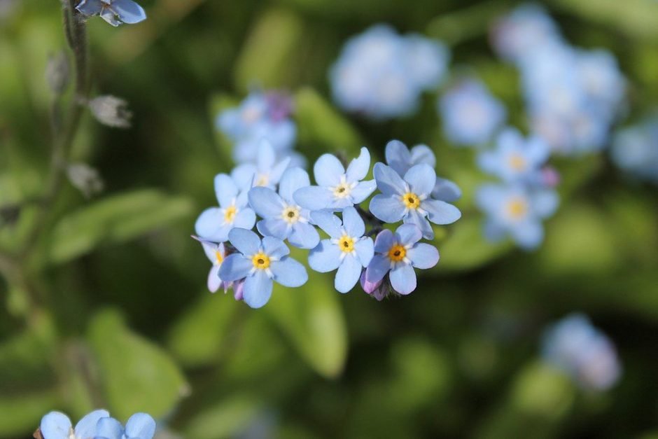 Onde plantar Miosótis (Myosotis sylvatica)_2