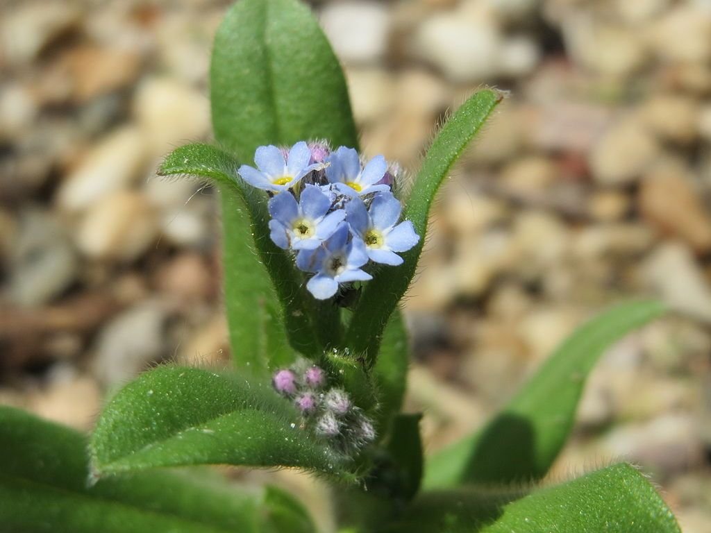 Não-me-esqueças (Myosotis arvensis)