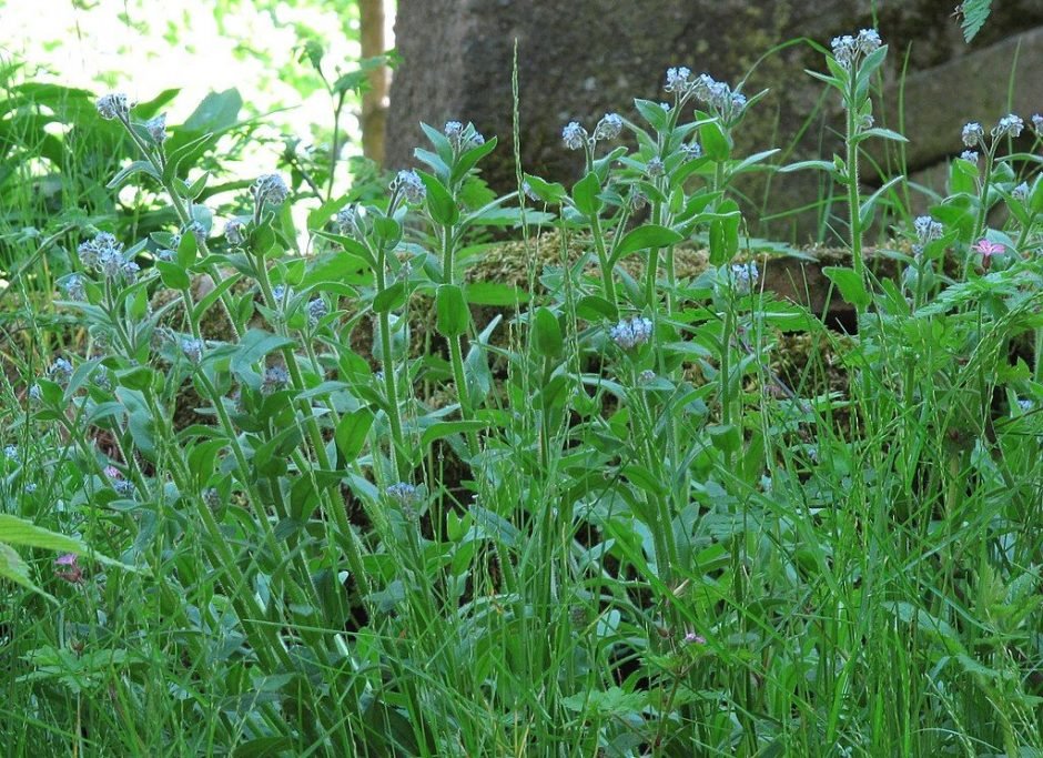 Como plantar Não-me-esqueças (Myosotis arvensis)_1