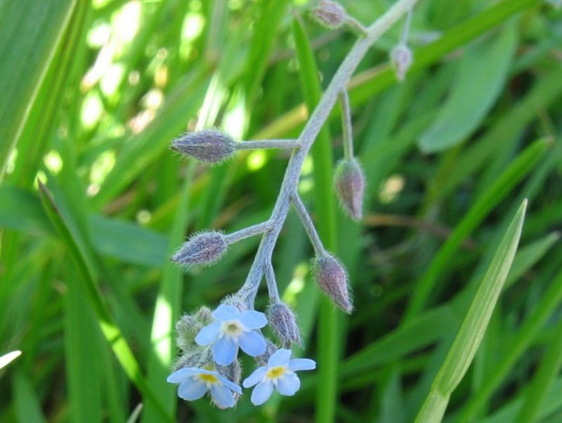 Onde plantar Não-me-esqueças (Myosotis arvensis)_2
