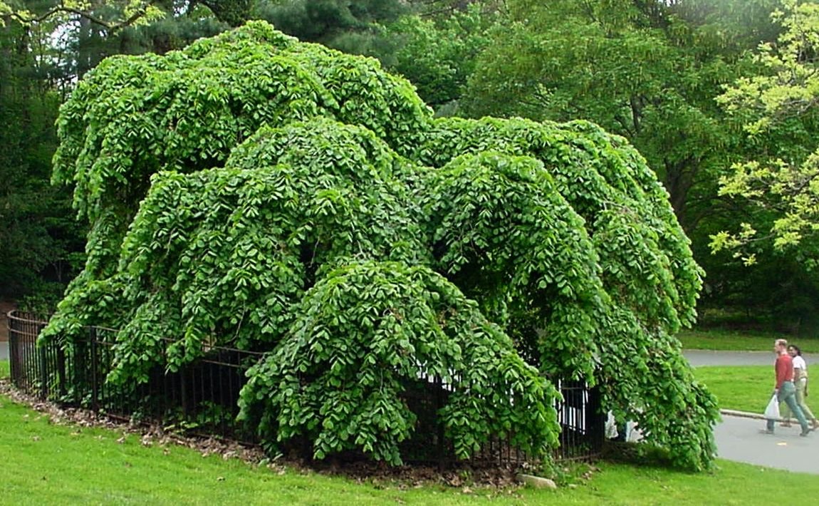 Ulmeiro 'Camperdownii' (Ulmus glabra 'Camperdownii')