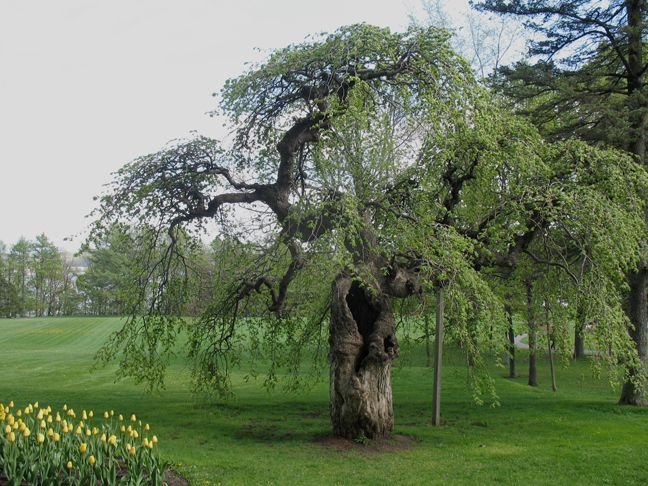 Como plantar Ulmeiro 'Camperdownii' (Ulmus glabra 'Camperdownii')_1