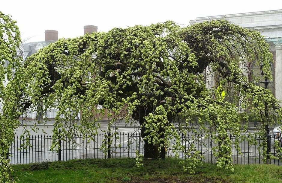 Onde plantar Ulmeiro 'Camperdownii' (Ulmus glabra 'Camperdownii')_2