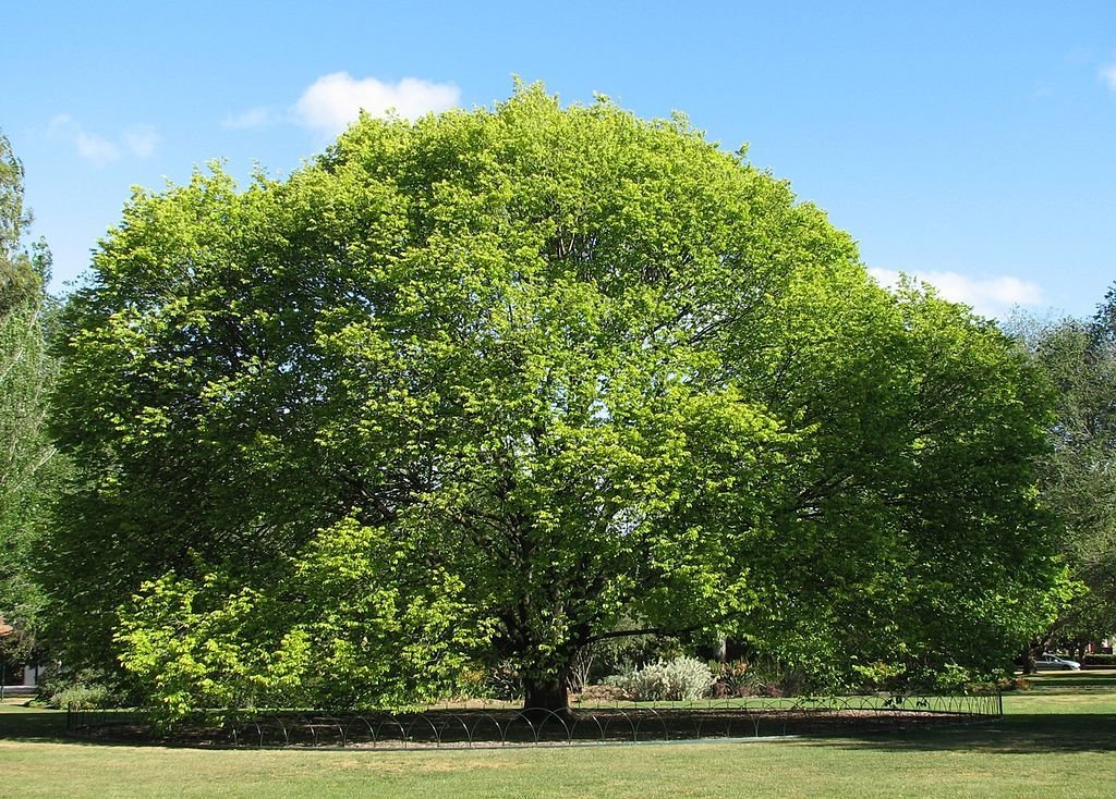 Ulmeiro 'Lutescens' (Ulmus glabra 'Lutescens')