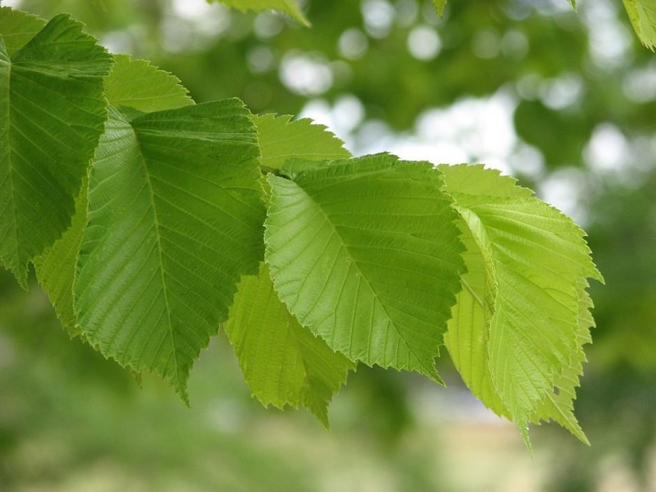 Como plantar Ulmeiro 'Lutescens' (Ulmus glabra 'Lutescens')_1
