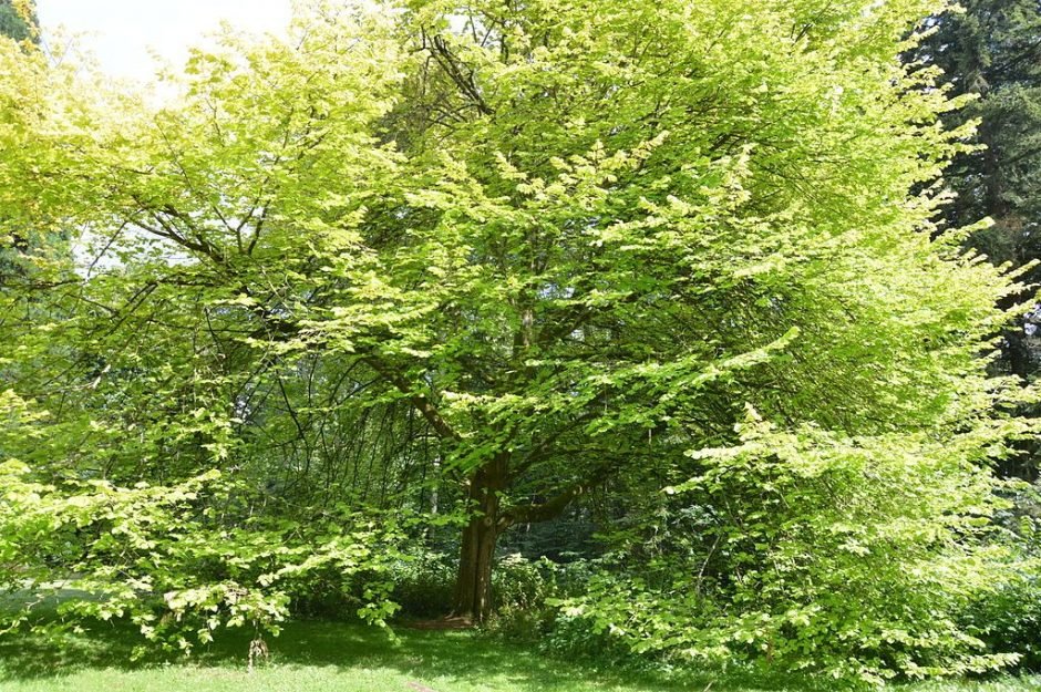 Onde plantar Ulmeiro 'Lutescens' (Ulmus glabra 'Lutescens')_2
