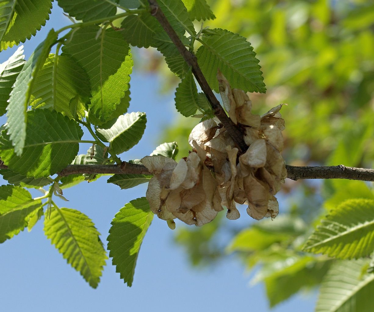 Ulmeiro-da-Sibéria (Ulmus pumila)