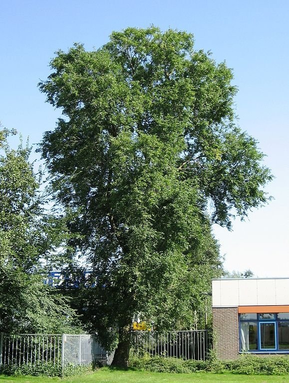 Como plantar Ulmeiro-da-Sibéria (Ulmus pumila)_1