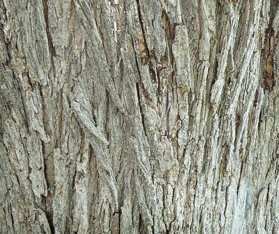 Onde plantar Ulmeiro-da-Sibéria (Ulmus pumila)_2