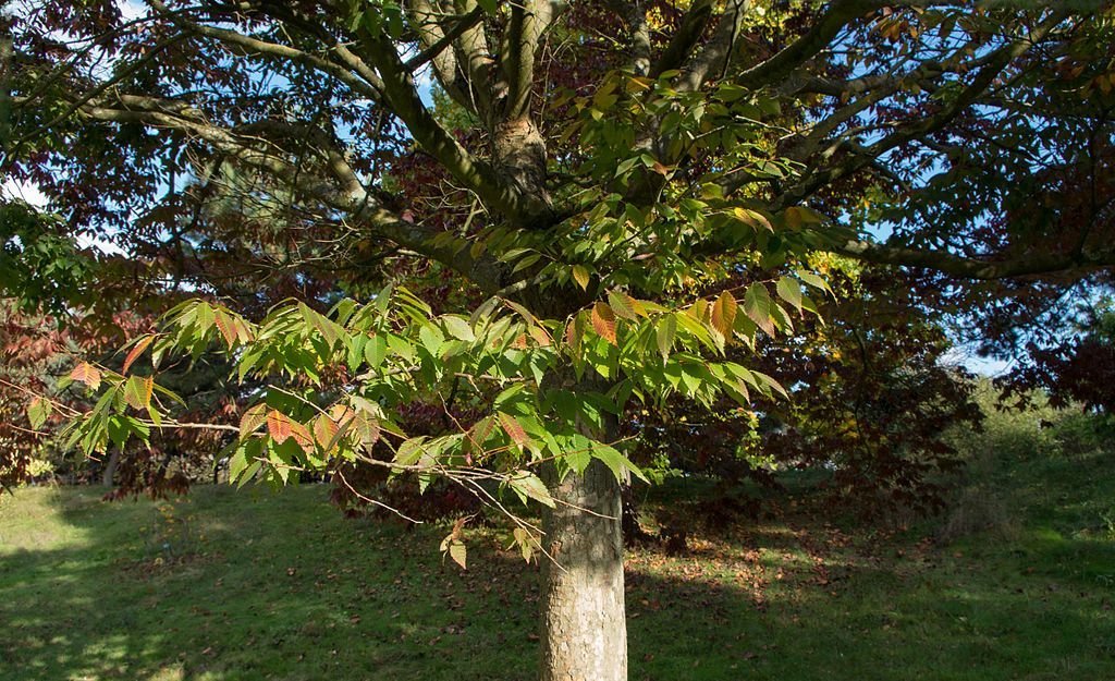 Ulmeiro-do-cáucaso (Zelkova carpinifolia)