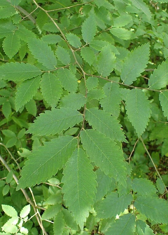 Como plantar Ulmeiro-do-cáucaso (Zelkova carpinifolia)_1