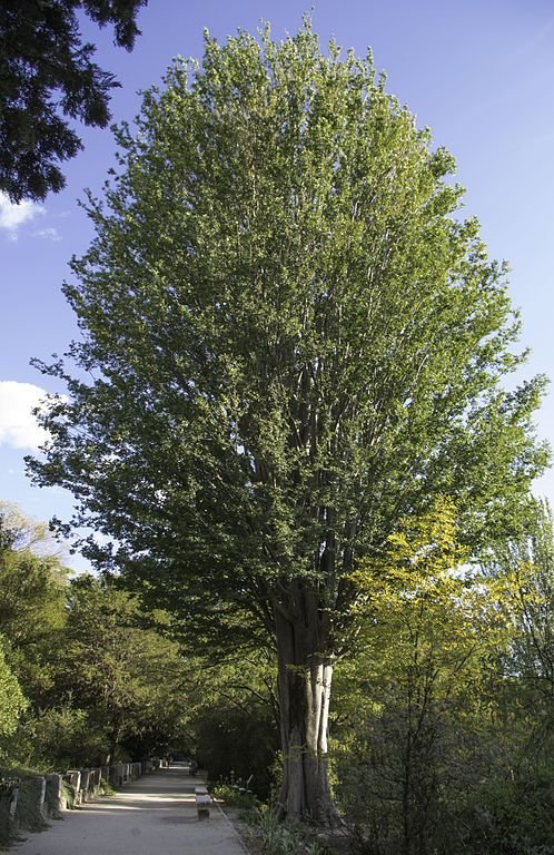 Onde plantar Ulmeiro-do-cáucaso (Zelkova carpinifolia)_2