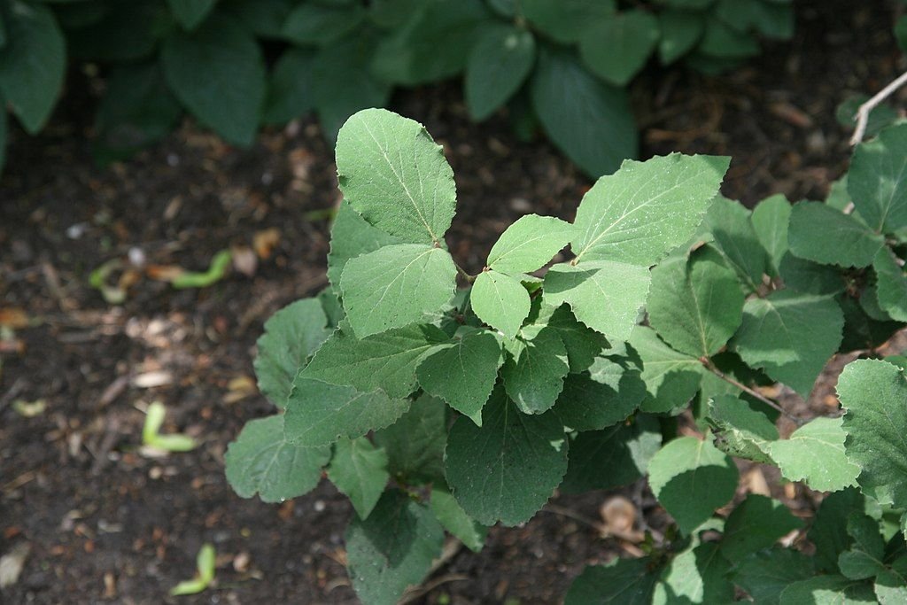 Viburno 'Aurora' (Viburnum carlesii 'Aurora')
