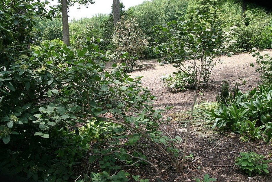 Como plantar Viburno 'Aurora' (Viburnum carlesii 'Aurora')_1